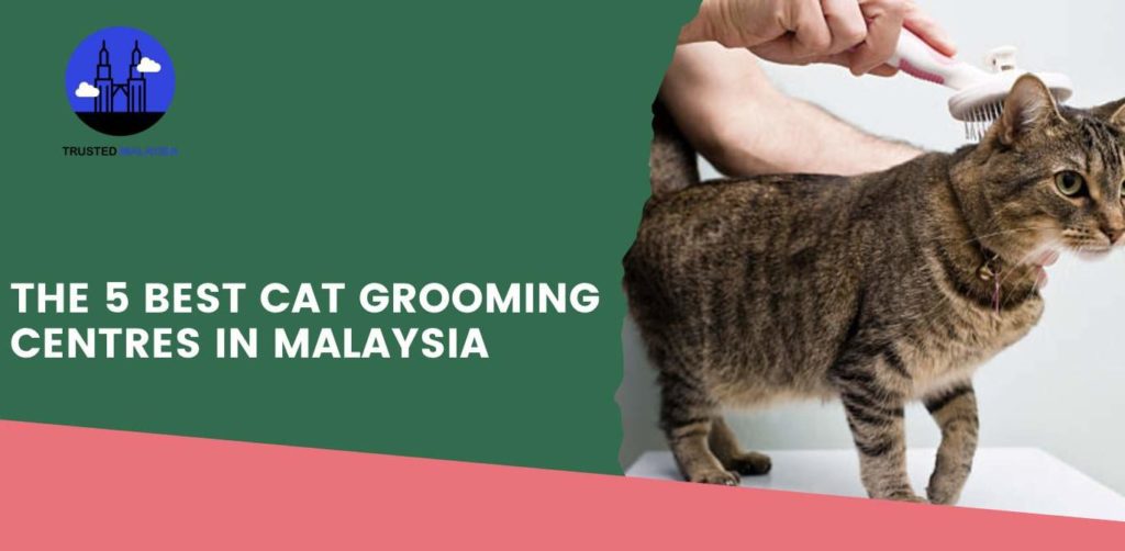 The 5 Best Cat Grooming Centres in Malaysia
