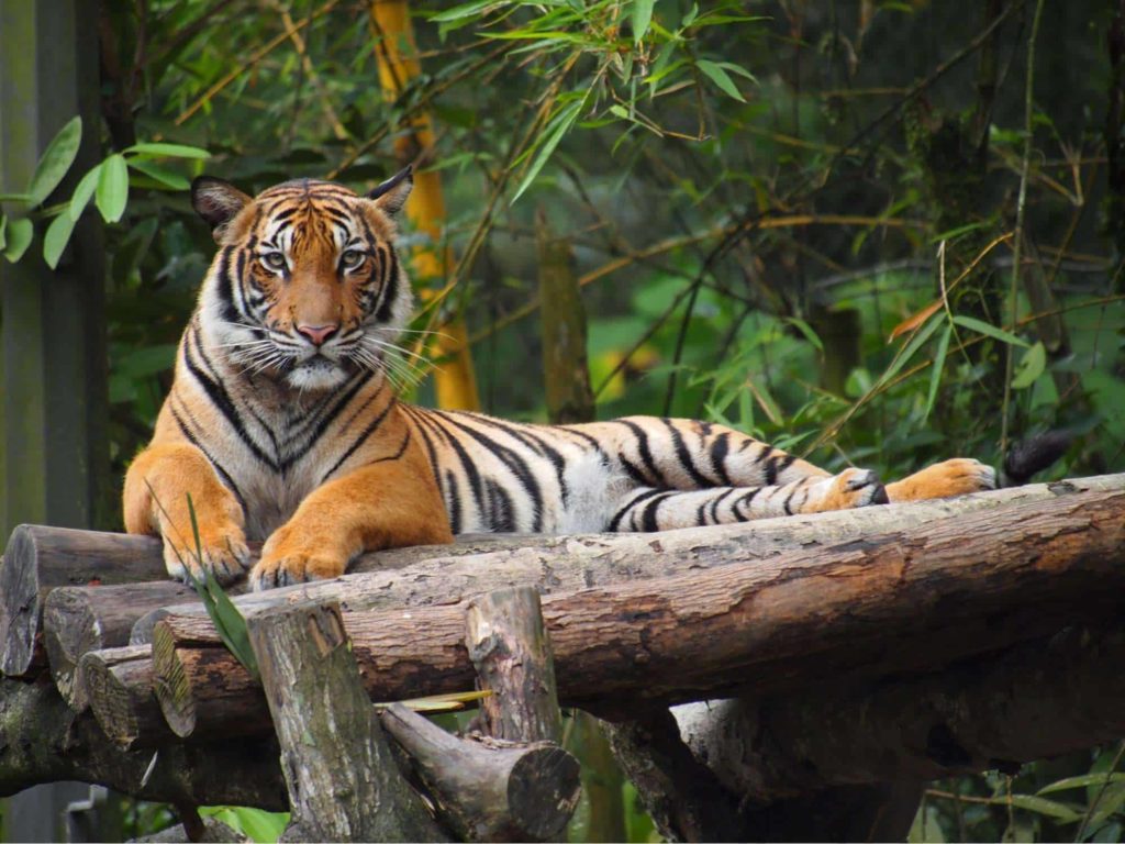 Malaysia is the Malayan tiger’s home.