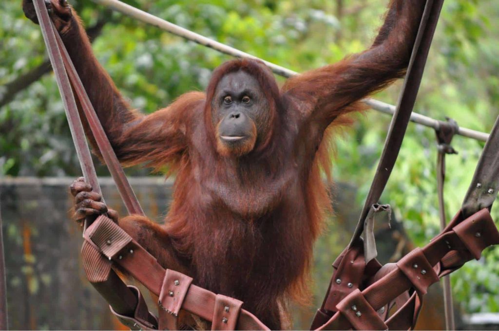Malaysia is the native place of orangutans.