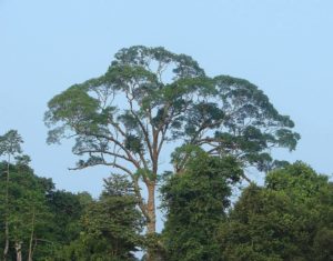 One of the world’s tallest trees is in Malaysia.