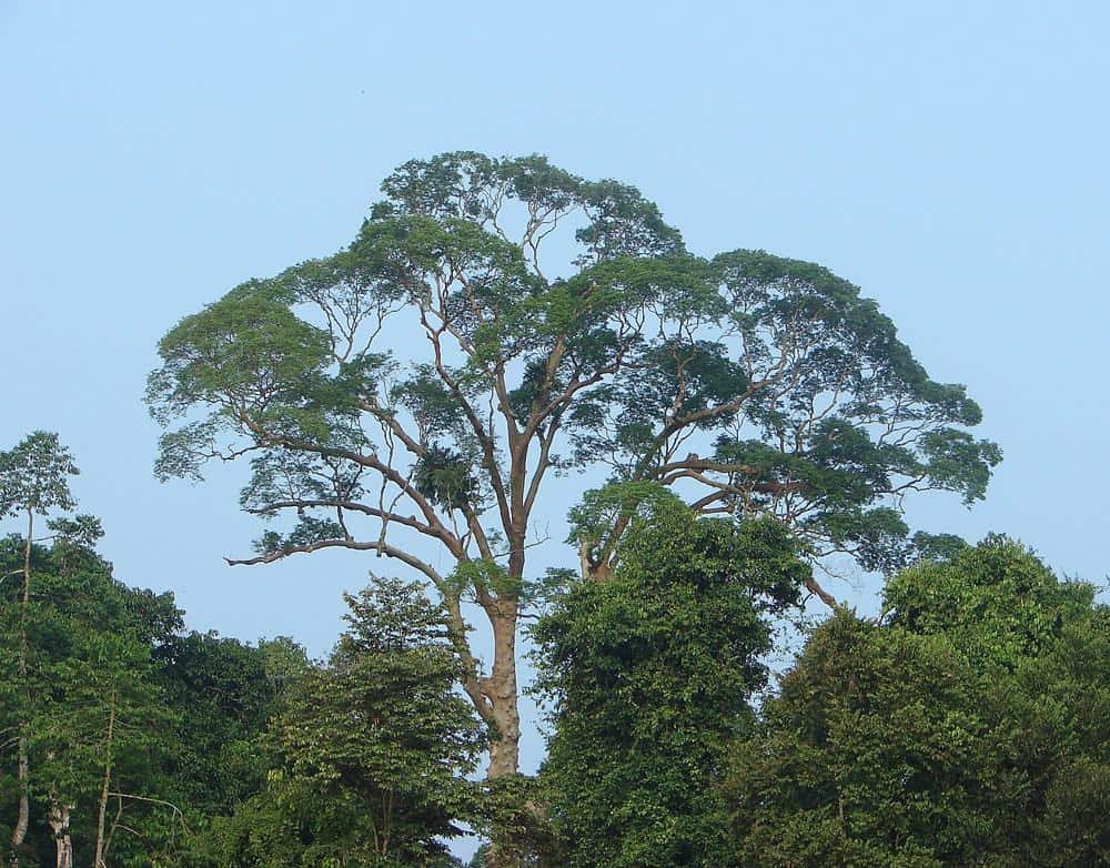 One of the world’s tallest trees is in Malaysia.