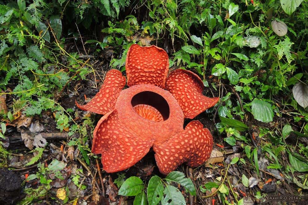 Rafflesia, the largest flower worldwide, can be found in Malaysia.