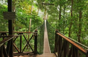 Canopy Walk Bridge