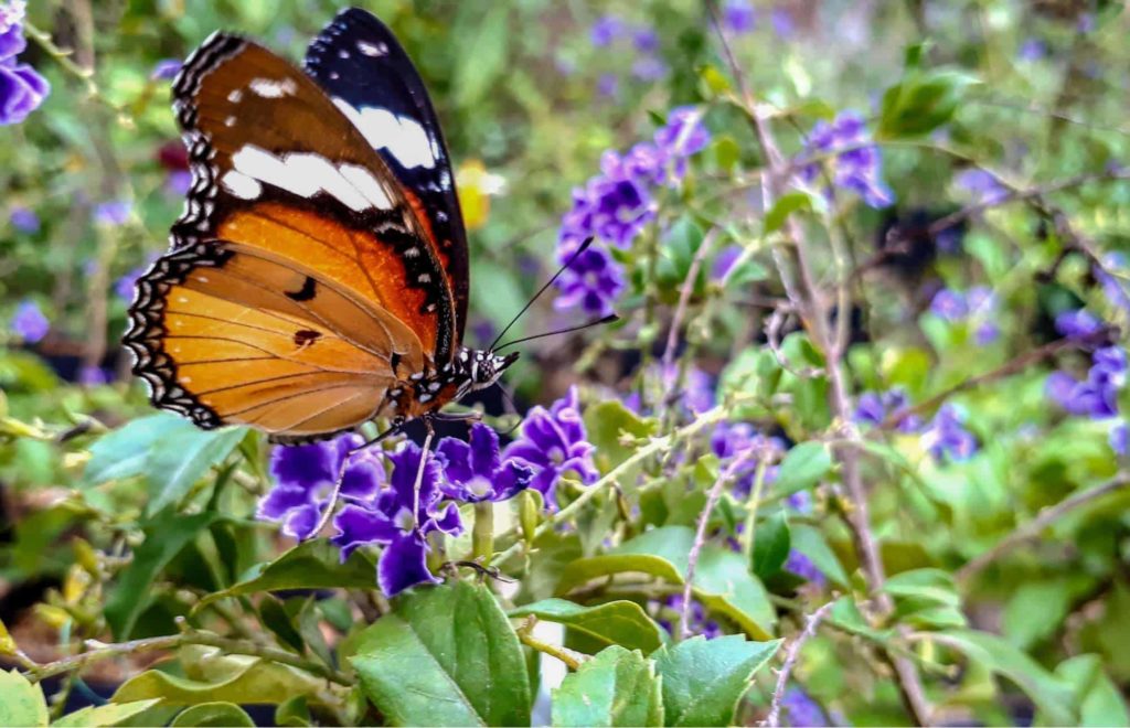 Visit the Butterfly Garden