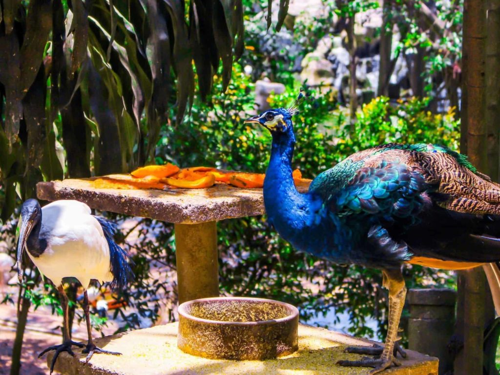 Admire different species of birds at KL Bird Park