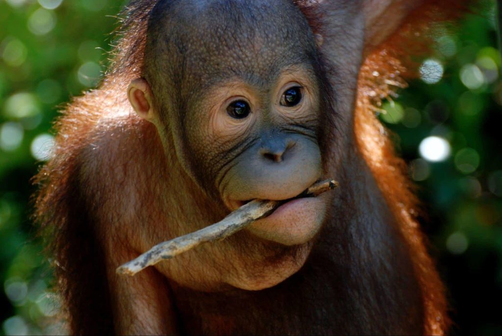 Adopt an orangutan.