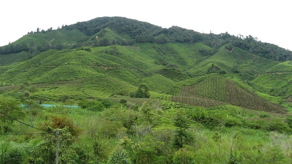 Boh Tea Estate Habu in Pahang