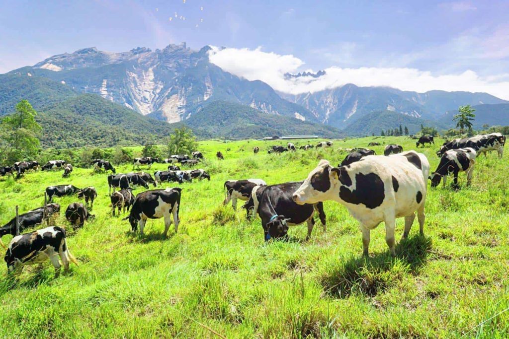 Desa Cattle Dairy Farm