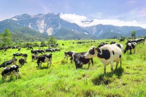 Desa Cattle Dairy Farm