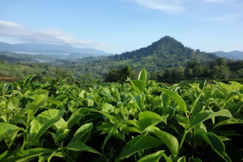 Tour a tea plantation
