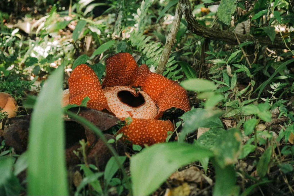 Watch the Rafflesia bloom