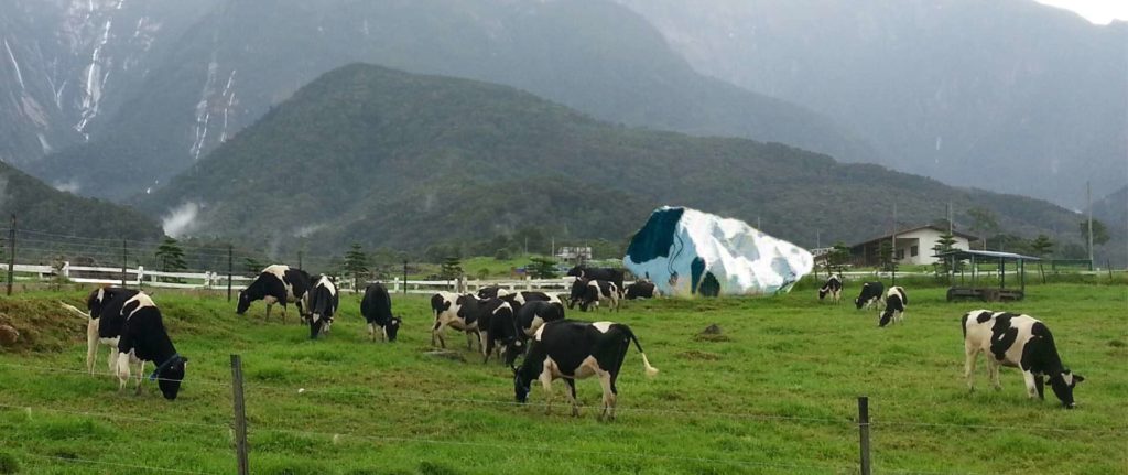 Witness milk production in Desa Cattle Dairy Farm