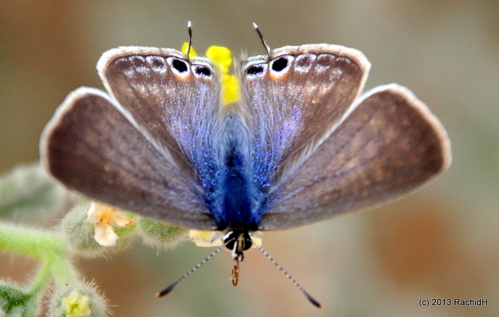 April to May - Best for Butterfly Spotting