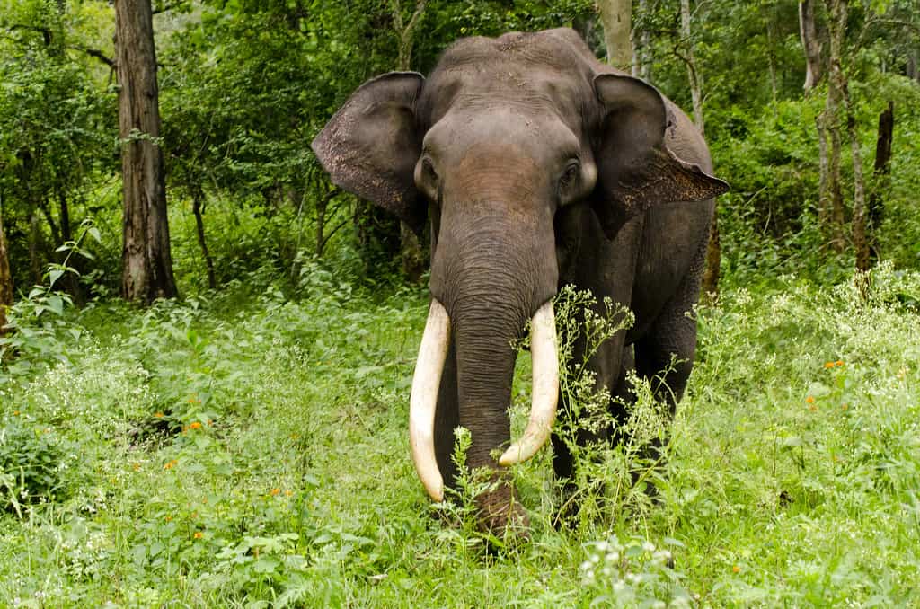 It’s home to untouched wildlife
