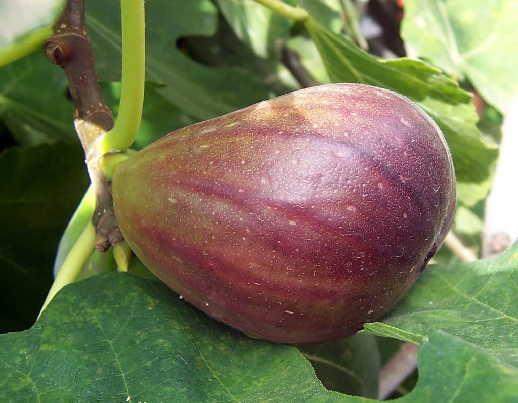 June to August - Best for Fig Tasting