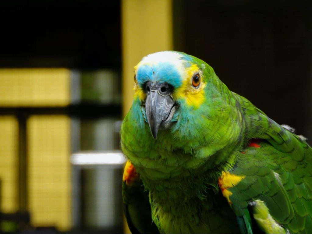 Kuala Lumpur Bird Park