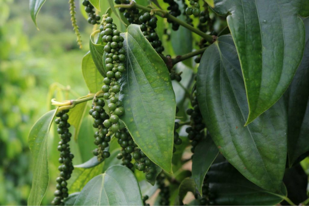 Sarawak Pepper