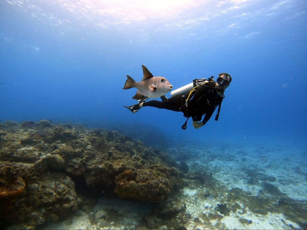 Go scuba diving and meet its local coral residents