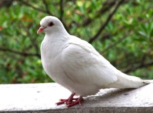 Its name came from white doves
