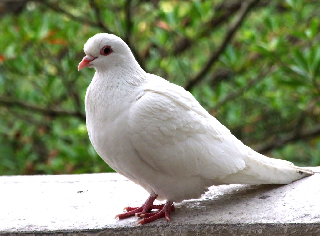 Its name came from white doves