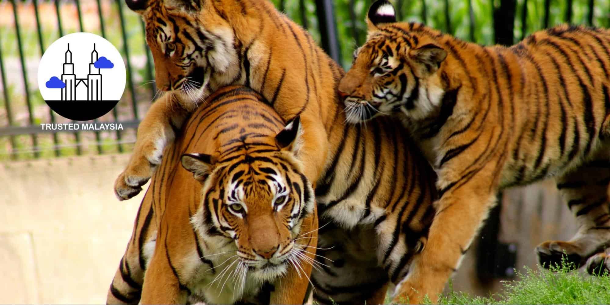 The 10 Endangered Animals in Malaysia ( Where to Find Them)