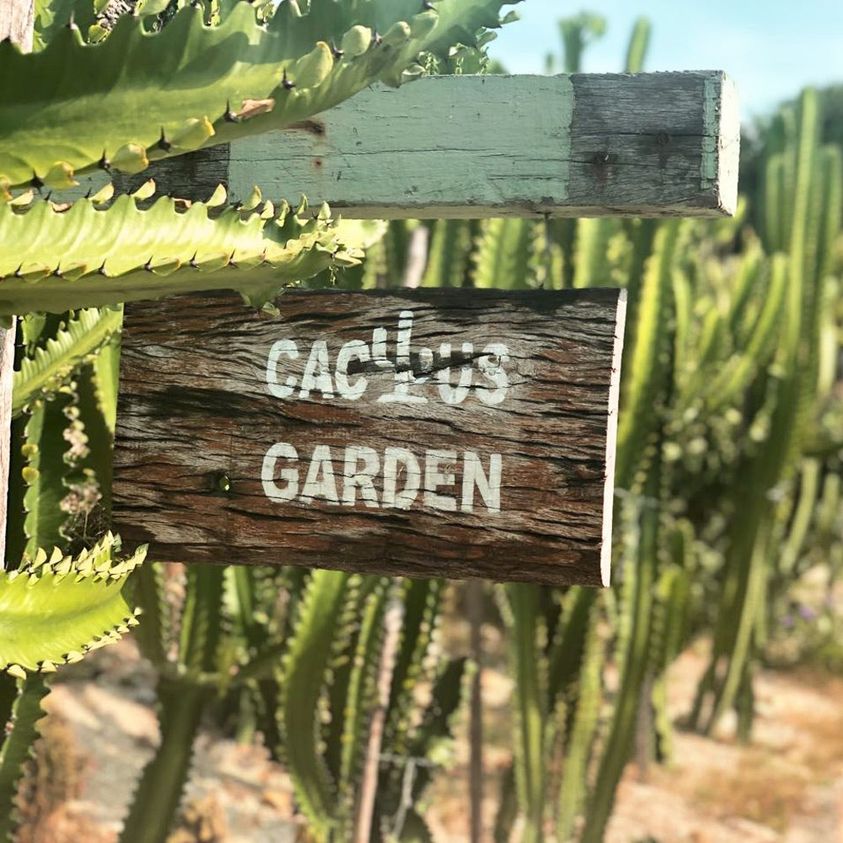 Visit the lovely and prickly cactus garden