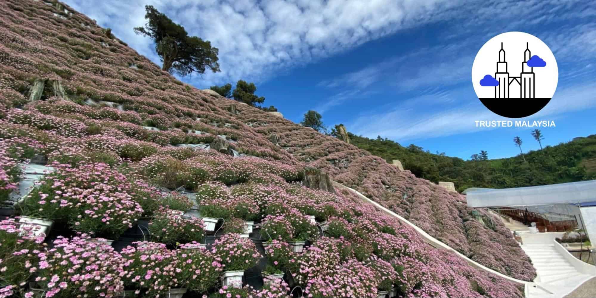 What You Need to Know When Visiting Cameron Flora Park