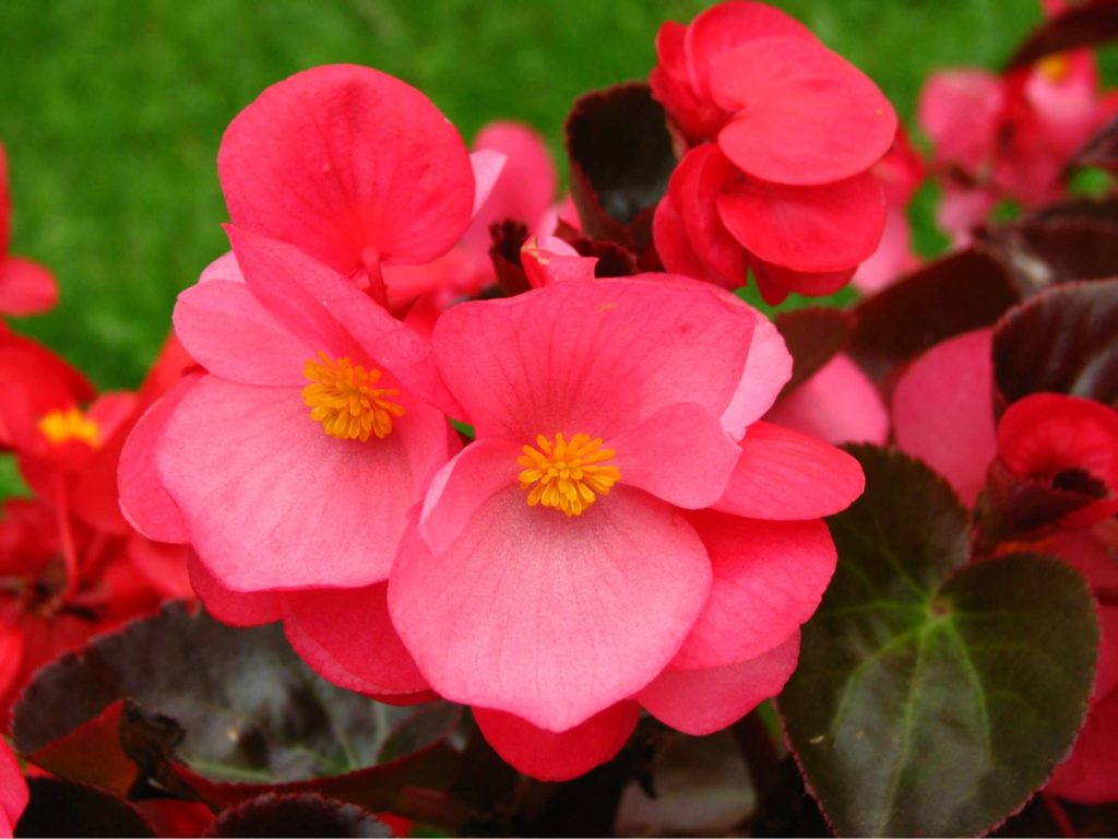 Begonia