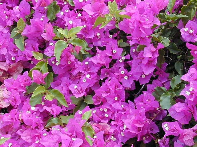 Bougainvillaea