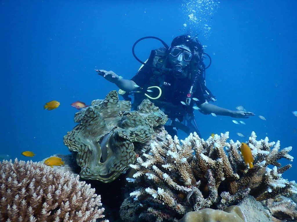 Dive and witness beautiful marine life