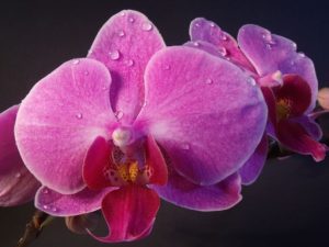 Orchids