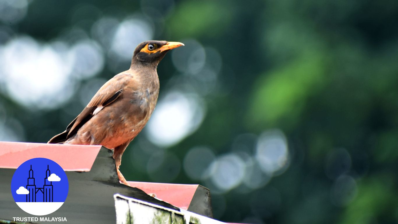 Penang Bird Park Ultimate Guide All You Need to Know