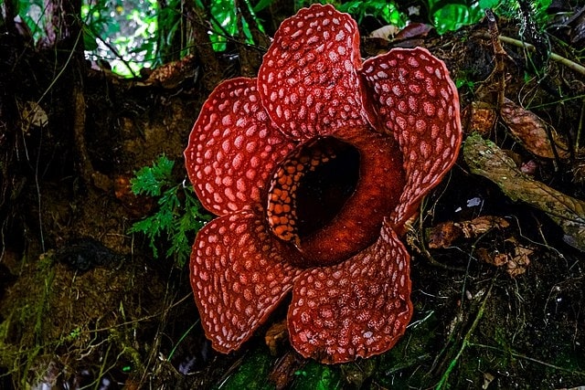 Rafflesia