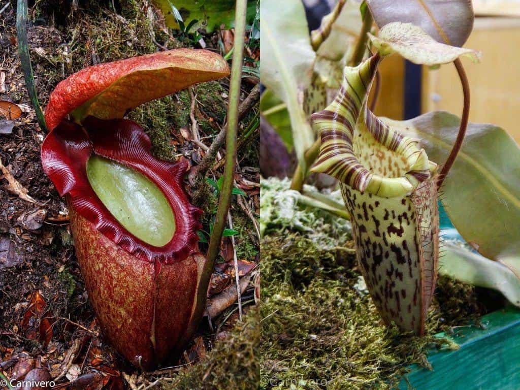 Sabah Highlands Pitcher Plant