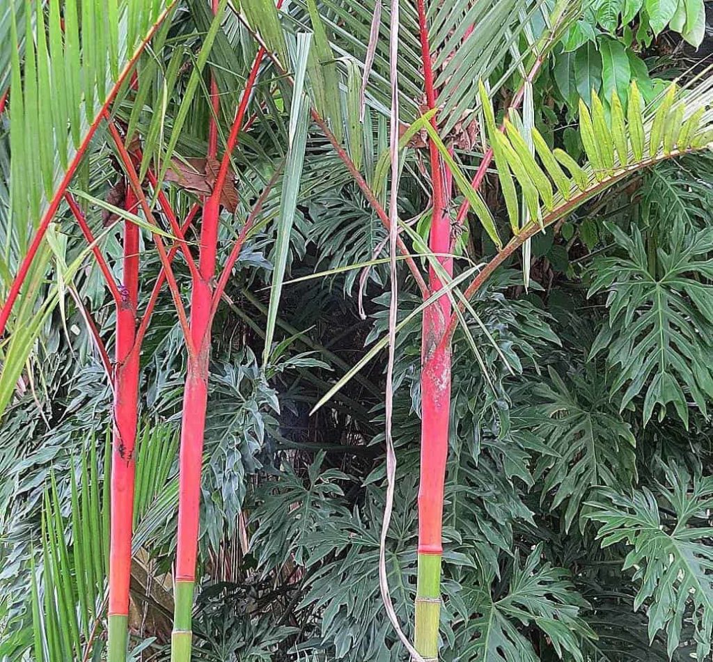 Sealing Wax Palm