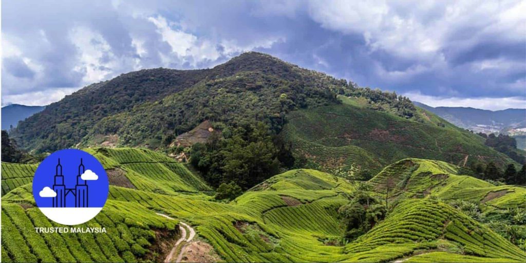 The Best Things to Do When in Cameron Highlands