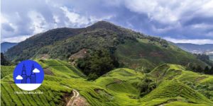 The Best Things to Do When in Cameron Highlands