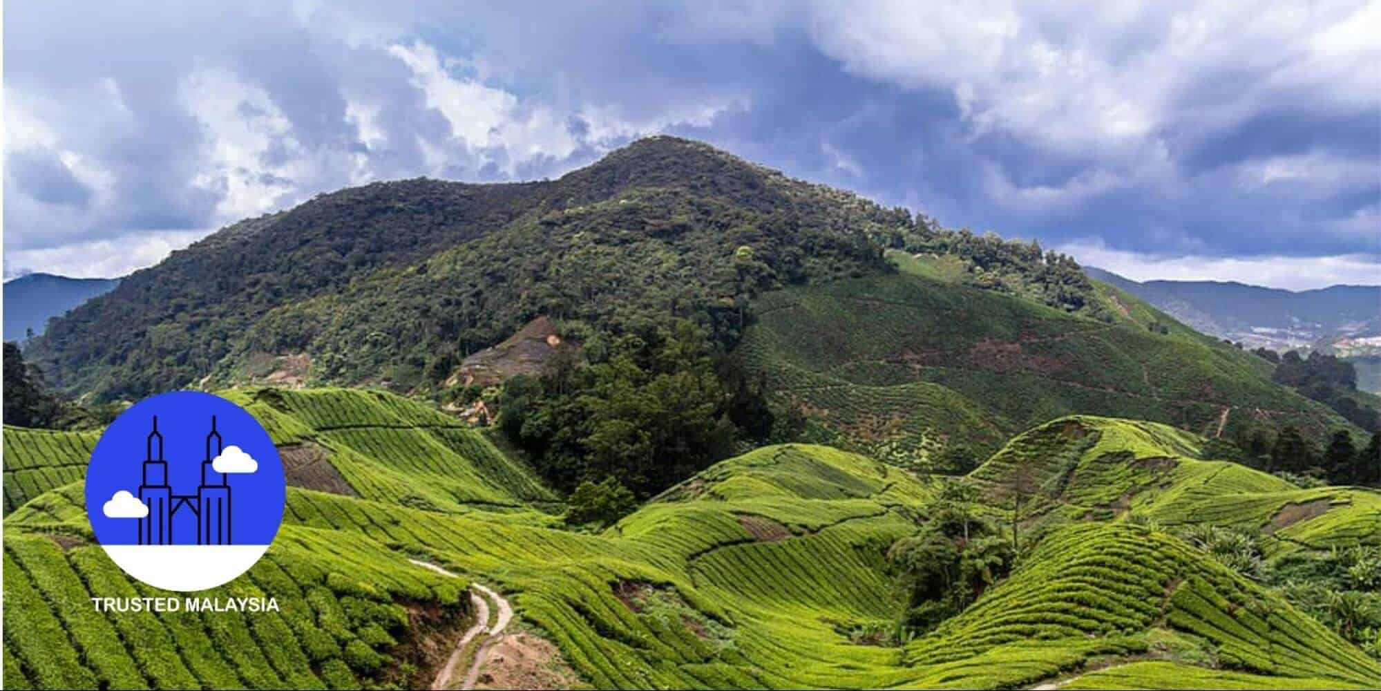 The Best Things to Do When in Cameron Highlands