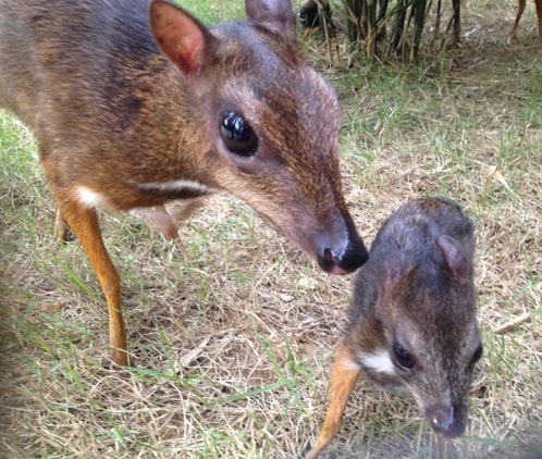 Visit the deers and other animals that roam the park