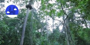 Conquering Skytrex Melaka An Essential Guide