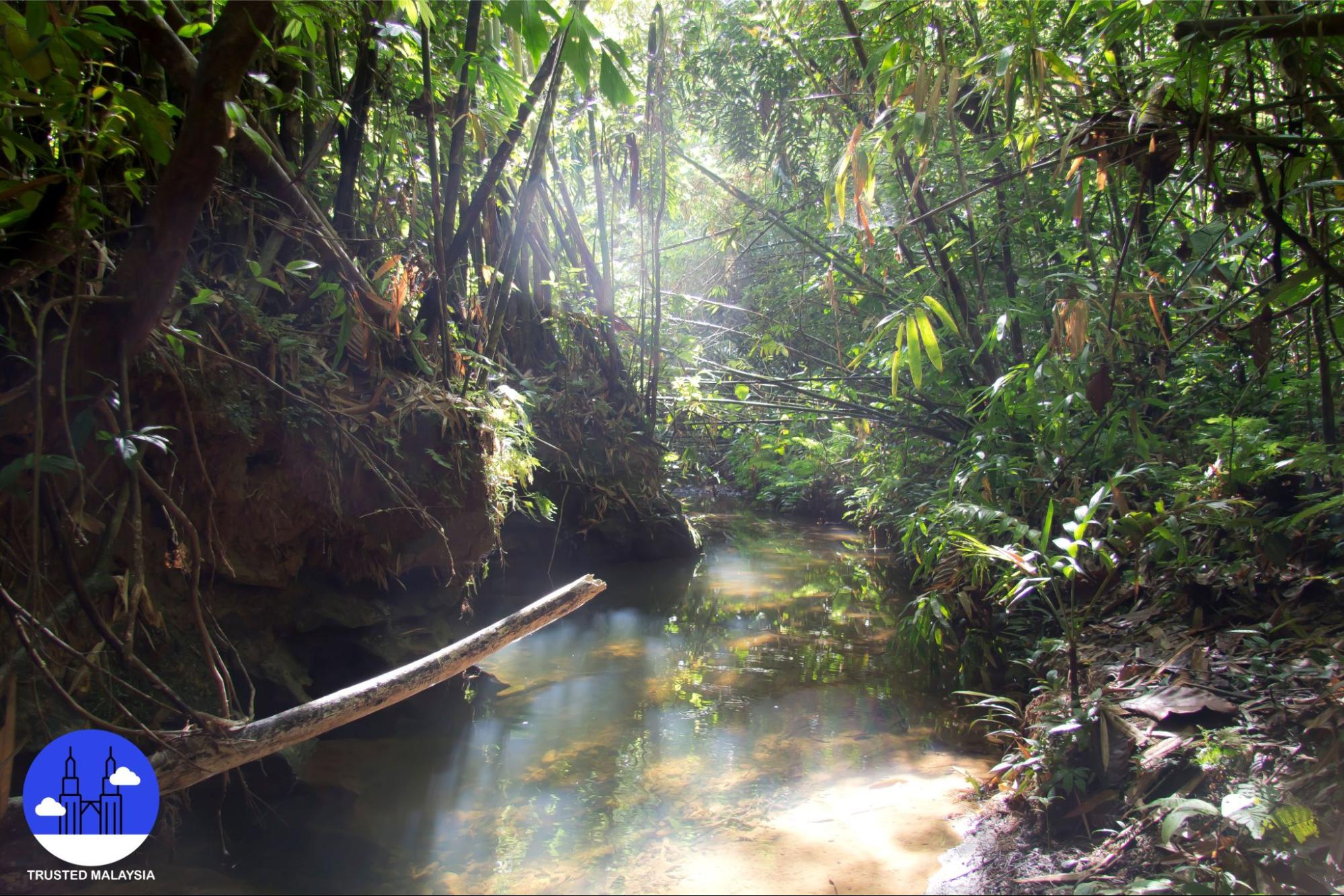 Exploring the Enchanting Borneo Rainforest