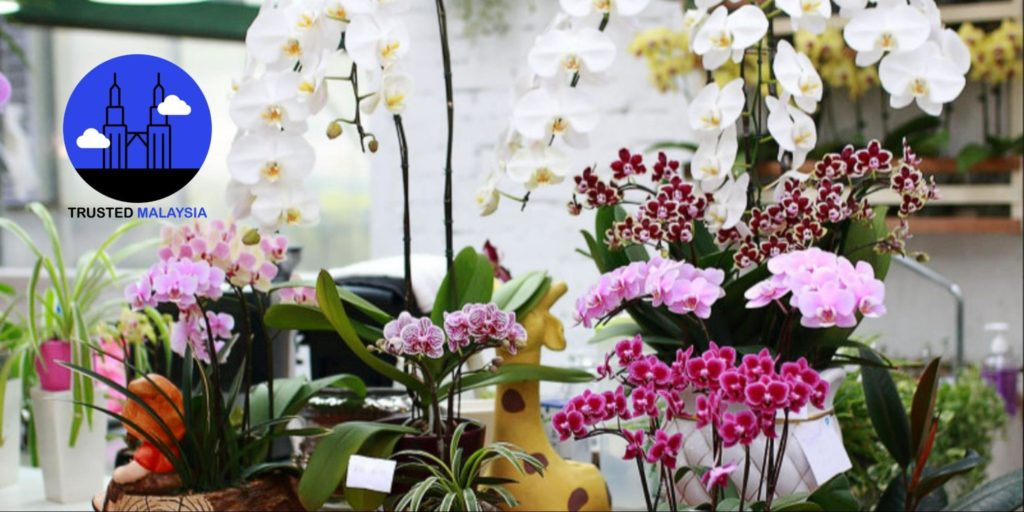 What You Can Expect from a Trip to the World of Phalaenopsis