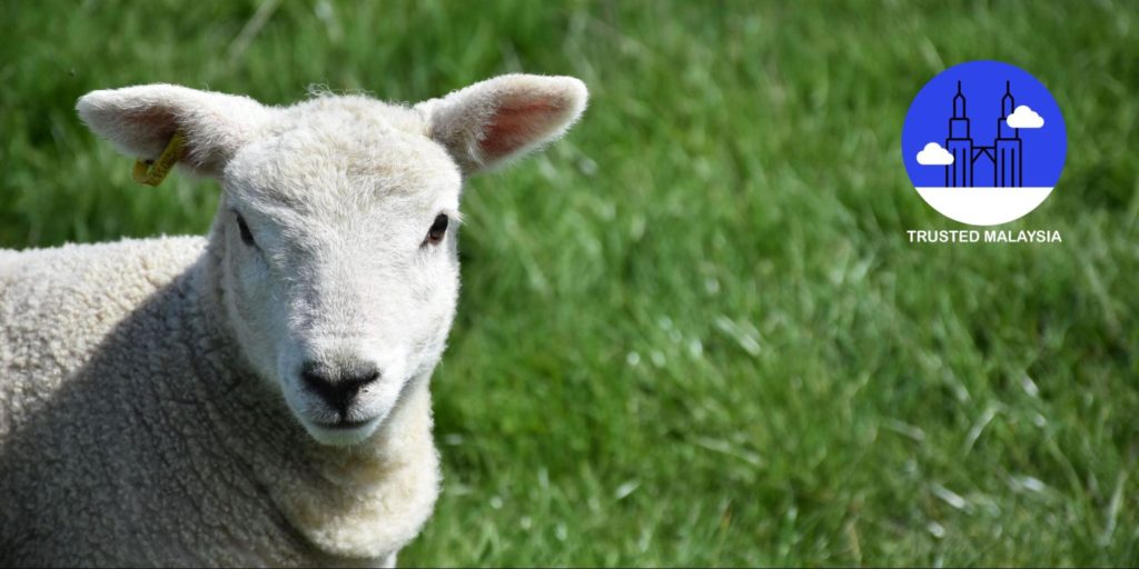 A Closer Look at Cameron Highlands’ Sheep Sanctuary