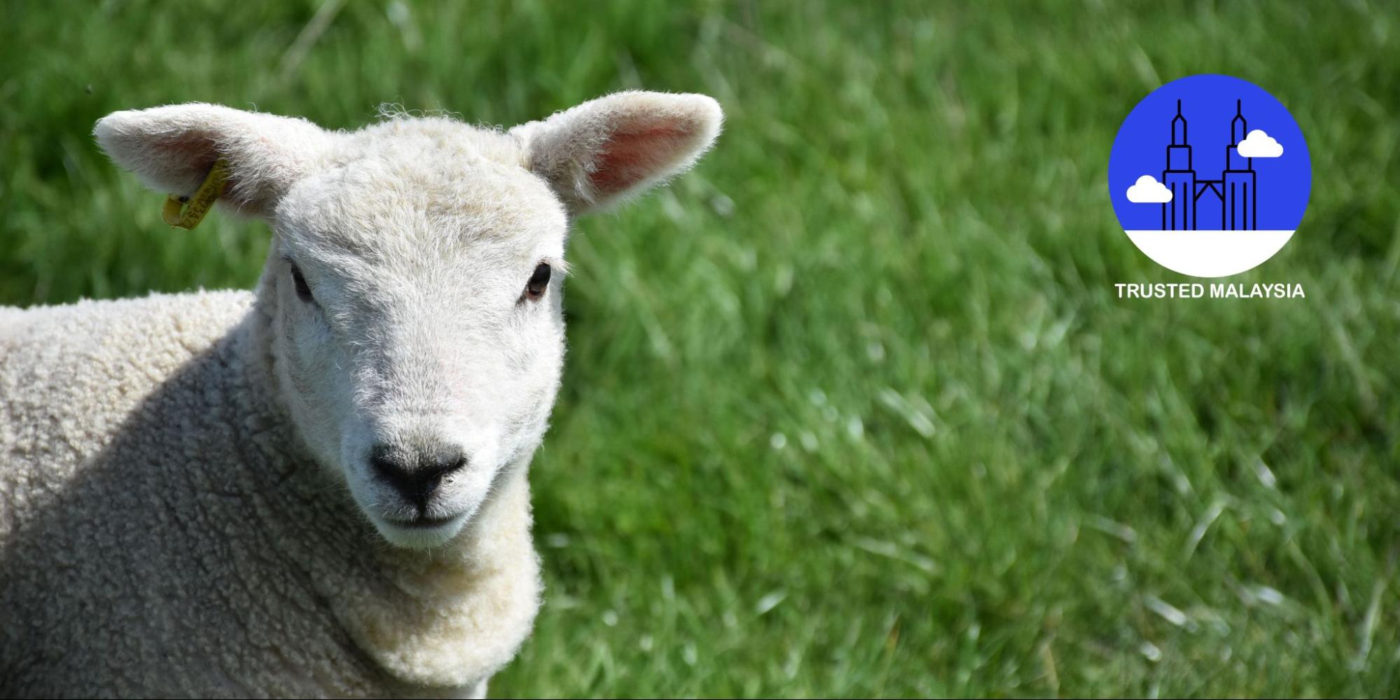 A Closer Look at Cameron Highlands’ Sheep Sanctuary
