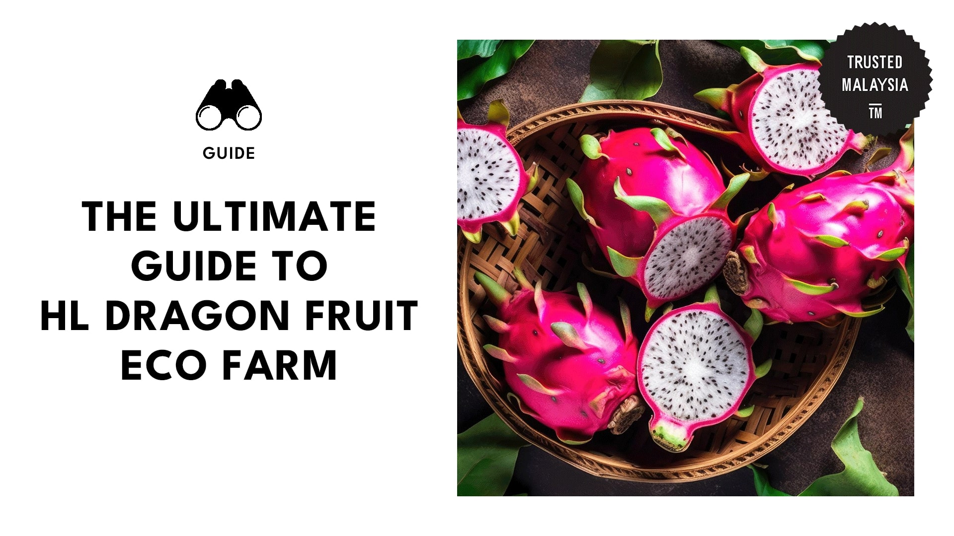 A Guide to HL Dragon Fruit Eco Farm