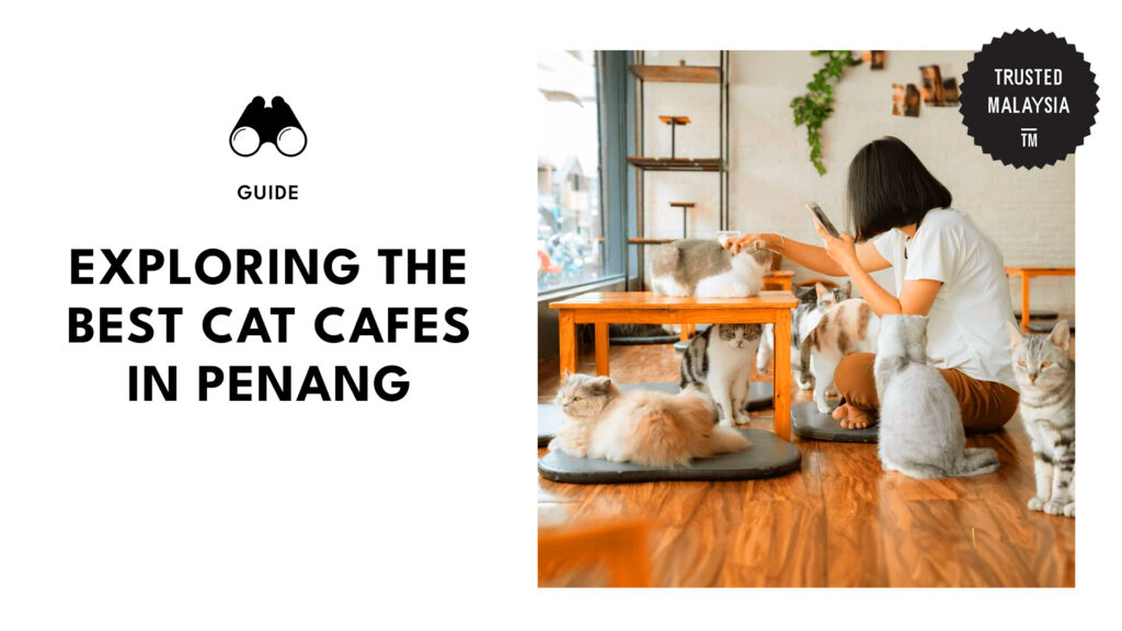 Best Cat Cafes