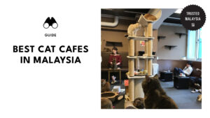 top-cat-cafes-malaysia-banner