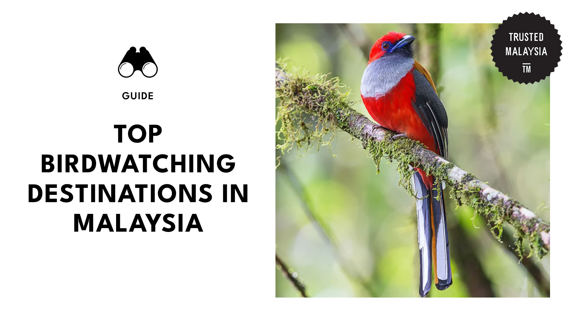 top-birdwatching-spots-malaysia-banner