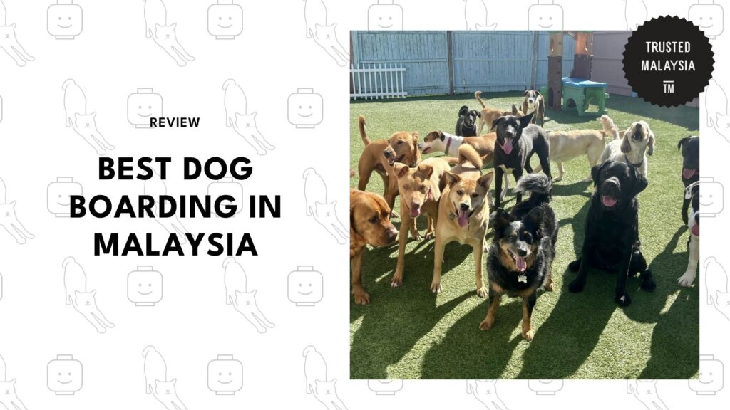 best-dog-boarding-malaysia-banner